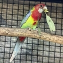 Eastern rosella
