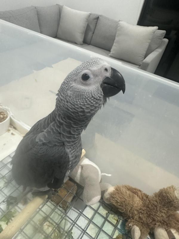 African Grey - Male