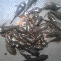 Bristlenose fry, Guppies, 6 tanks + breeders