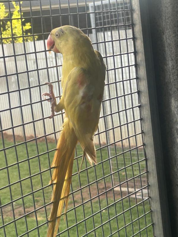 EOI 2x Female split Alexandrine 2 Year old