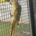 EOI 2x Female split Alexandrine 2 Year old