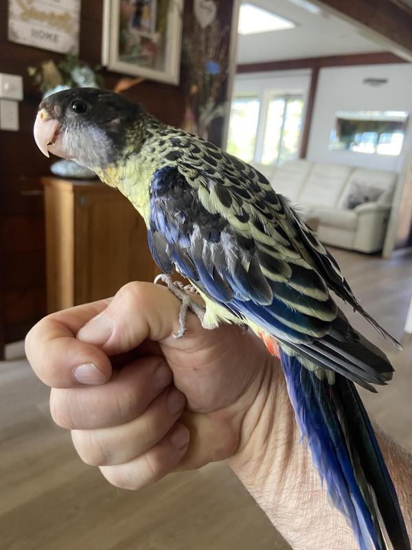 Northern rosella