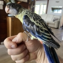 Northern rosella