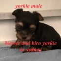 Tiny Yorkshire terrier puppies