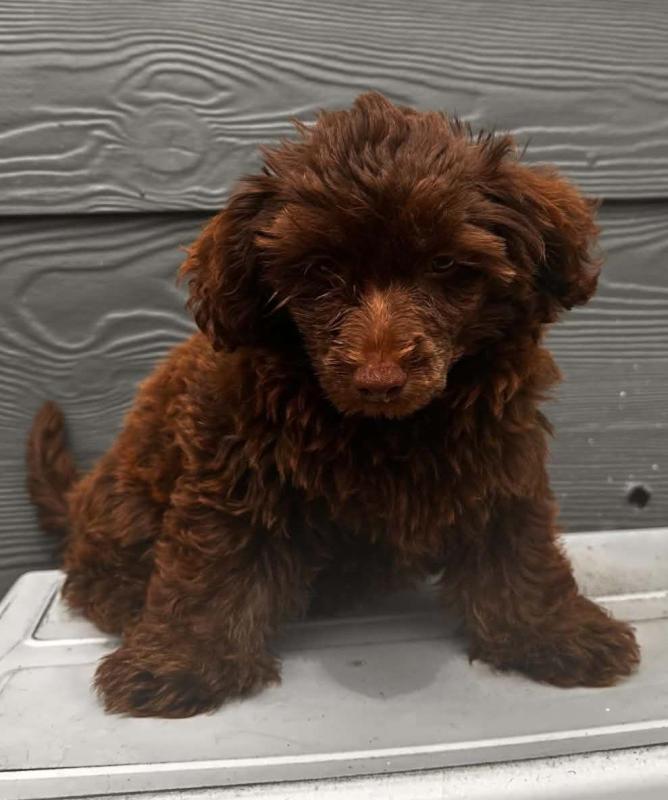 Poodle x chihuahua