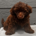 Poodle x chihuahua