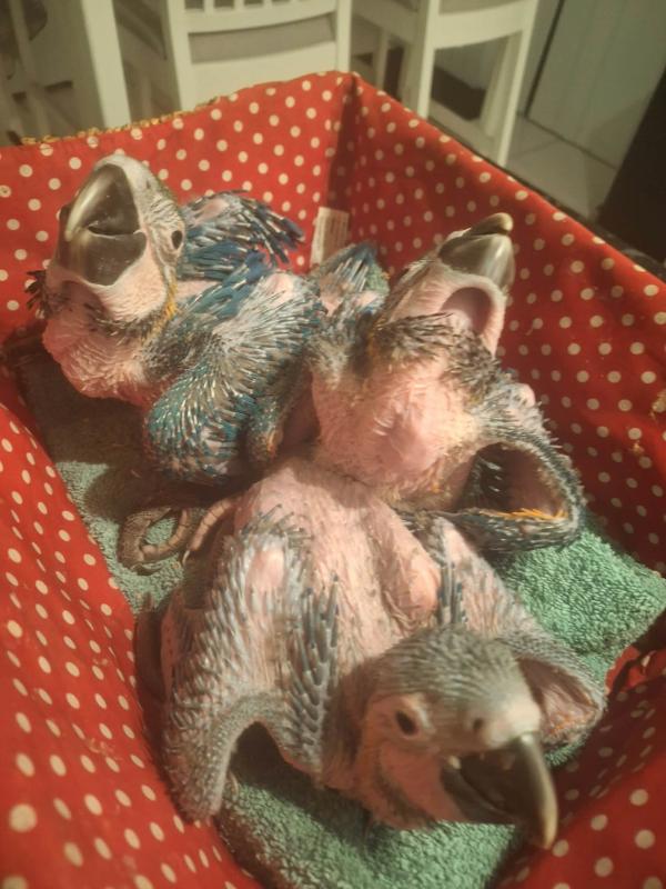 Hand raised blue and gold macaws