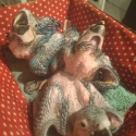 Hand raised blue and gold macaws