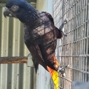 black lory's