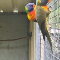 2 young male rainbows split cinnamon / mustard