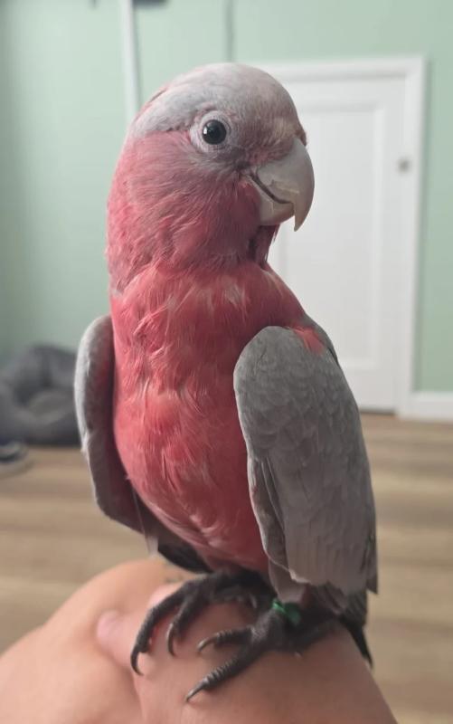 Handraised Young Galah cock(Freight offered)