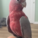 Handraised Young Galah cock(Freight offered)