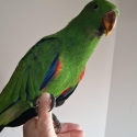 Eclectus hand raised
