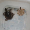 Male & Female Fly River TurtleS For Sale In Australia Serious Inquiries