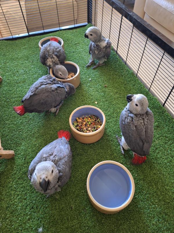 Handrearing baby African grey's