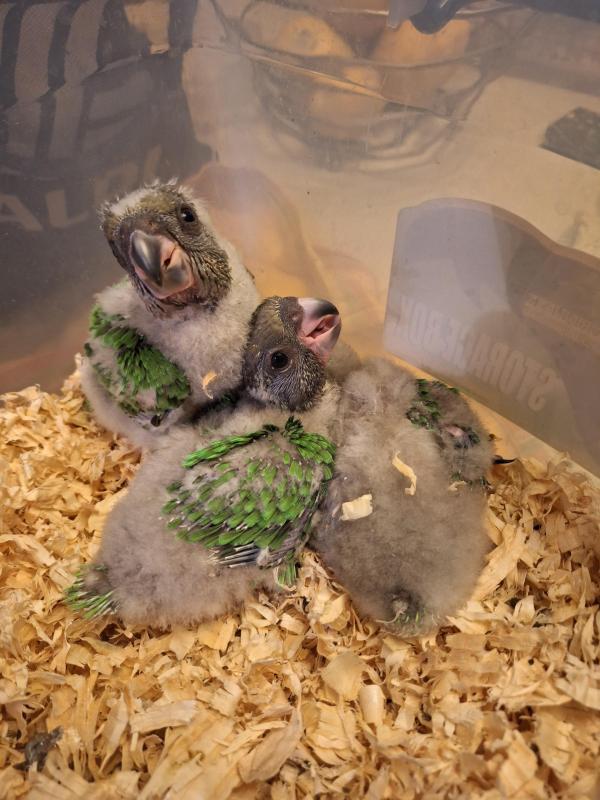 Handrearing baby Senegal parrot's