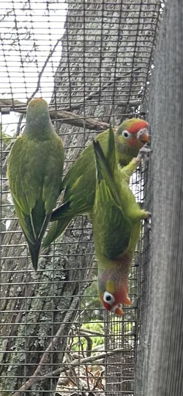 Varied lorikeets with right phone no.