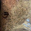 FTC SEEDS NEW Finch and Neo Treat Mixes MAITLAND EXPO