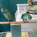 Linnie's hand raised