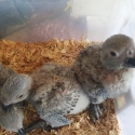 African Grey Congo