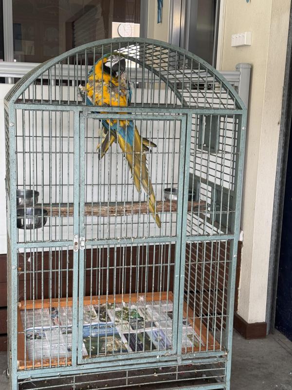 Blue Gold Macaw