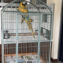 Blue Gold Macaw