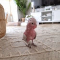 Beautiful Male Kuhli Galah Seeking a Loving Forever Home