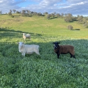 3x ewe lambs, Aussie white x dorper