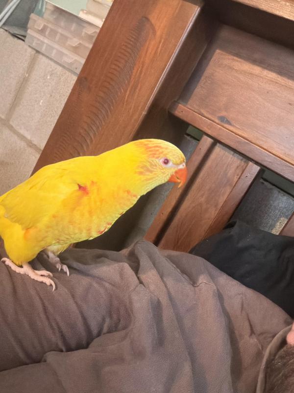 Lutino lorikeet hand raised
