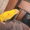 Lutino lorikeet hand raised