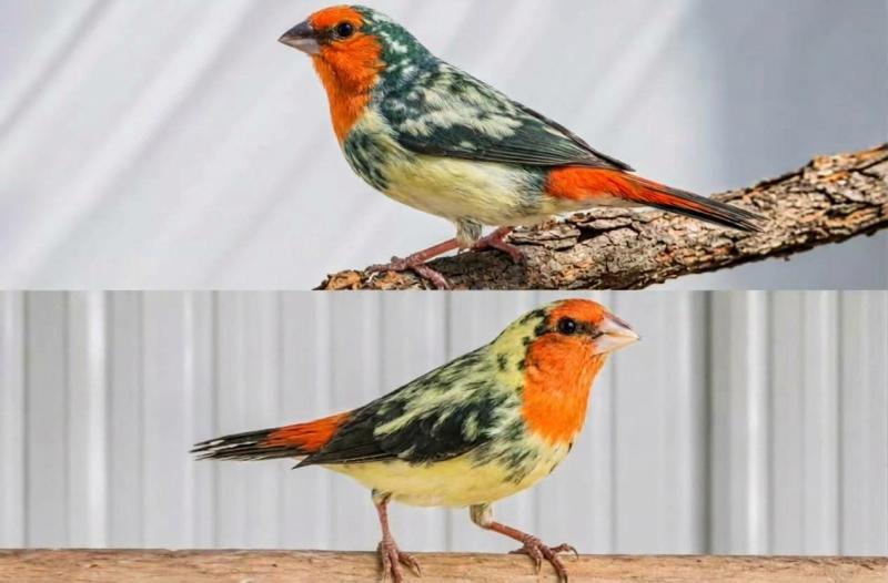 Feathered Treasures