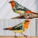 Feathered Treasures