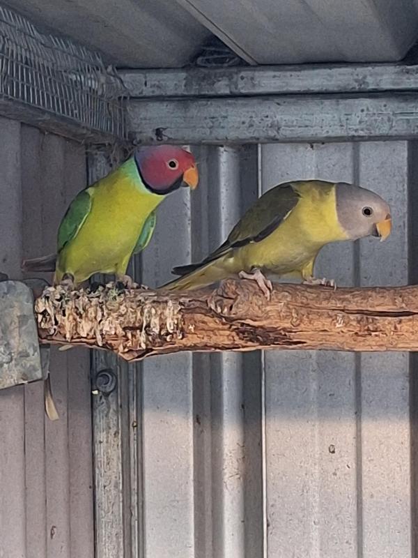 Pastel Plumbheads