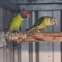 Pastel Plumbheads