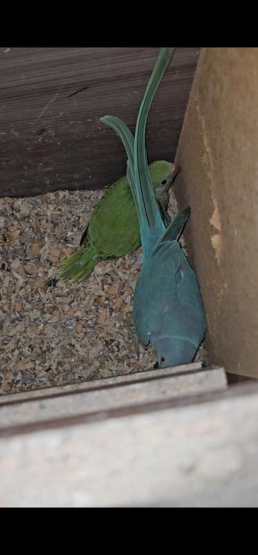 Baby male ringneck