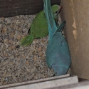 Baby male ringneck
