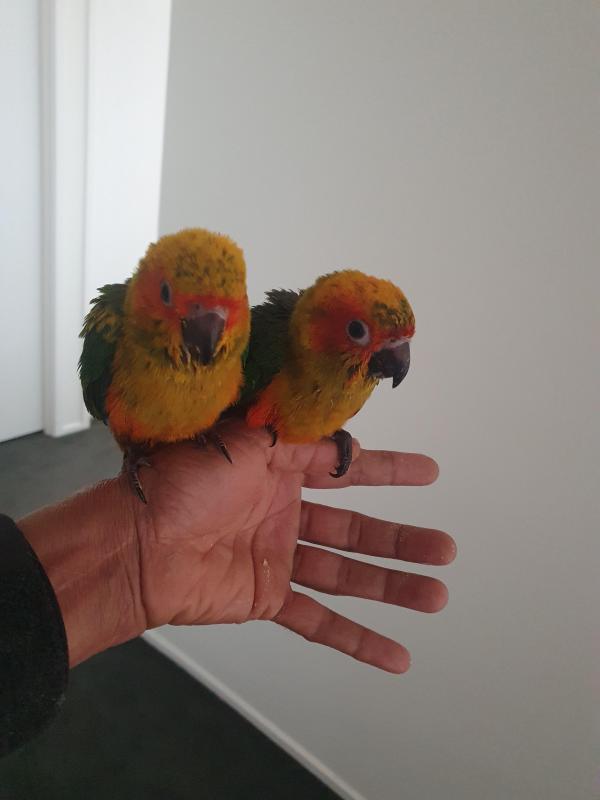 Handrasied babies sun conure
