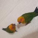 Sun conure handrasied baby's