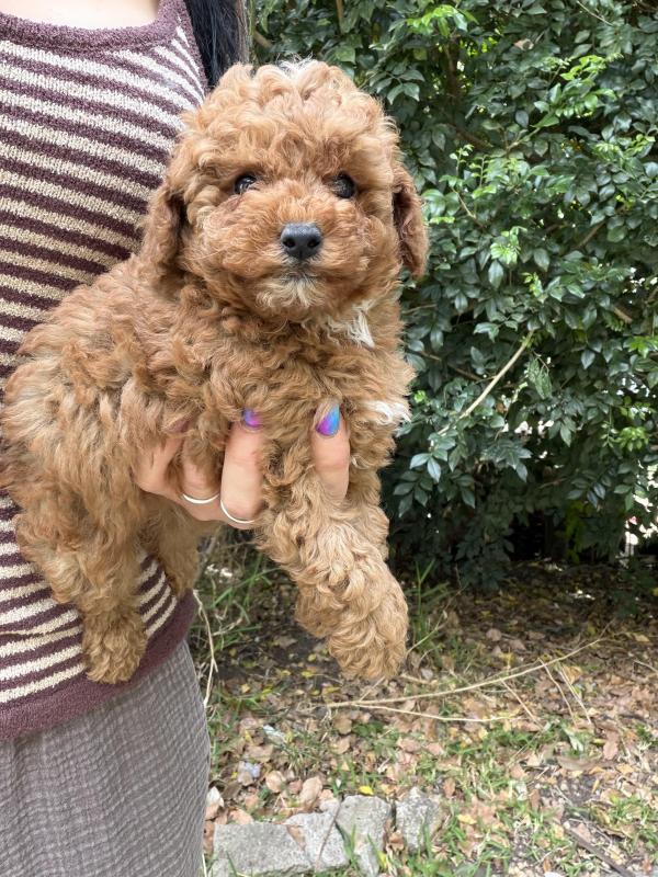 Tiny toy Cavoodles male and female