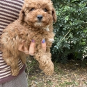 Tiny toy Cavoodles male and female