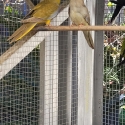 Scarlet chested parrot