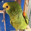 Amazon male cock