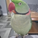 Alexandrine Cockbird, tame, talks