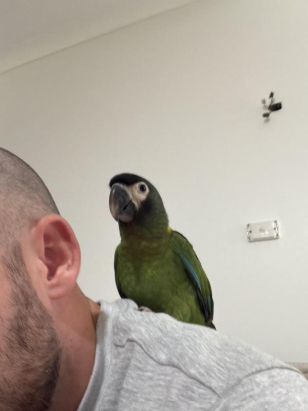 Yellow Collard Macaw ( Hand Raised)