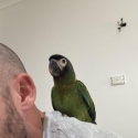 Yellow Collard Macaw ( Hand Raised)