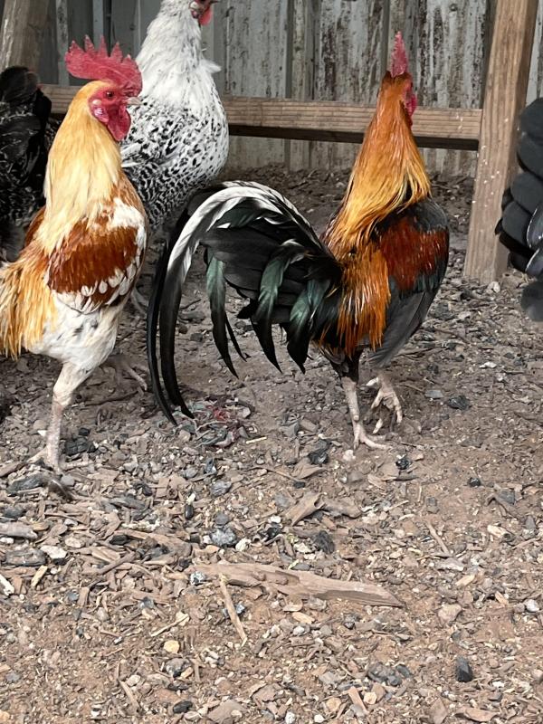 ENGLISH GAME BANTAMS PUREBRED