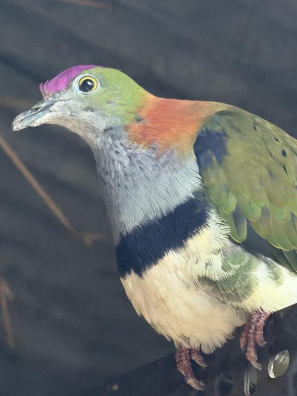 Purple crowned fruit doves young and pair