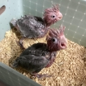 Hand Raised Female Galahs