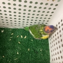 Female Pied Rainbow Lorikeet