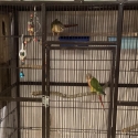 Hand raised High Red Front ConuresPhoto is parents